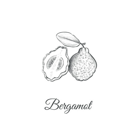 Bergamot sketch hand drawing. Vector illustration of a bergamot for design. (Citrus aurantium bergamia)のイラスト素材