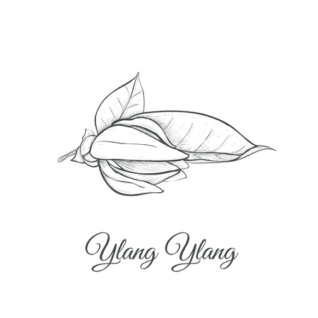Ilang ilang sketch vector illustration. Ylang-ylang (Cananga)のイラスト素材