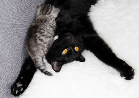 A cat is suckling a kitten. Breastfeeding. Funny black catの写真素材