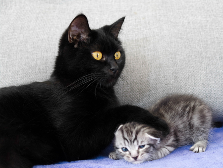 A black cat and a naughty kitten.  mother and child relationship. Kitten the bullyの写真素材