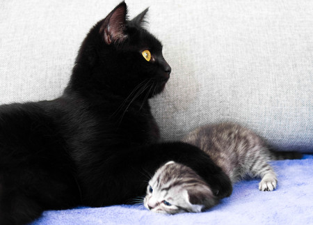A black cat and a naughty kitten.  mother and child relationship. Kitten the bullyの写真素材