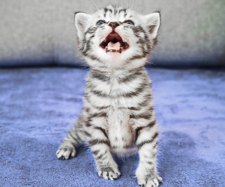 Angry disgruntled kitten. Emotions of a kitten. Meowの写真素材