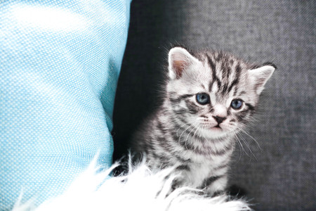 The kitten peeks around the corner. Curious kittenの写真素材