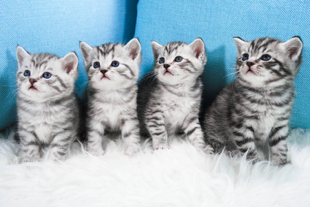 Cute kittens. Striped kittens sit and look asideの写真素材