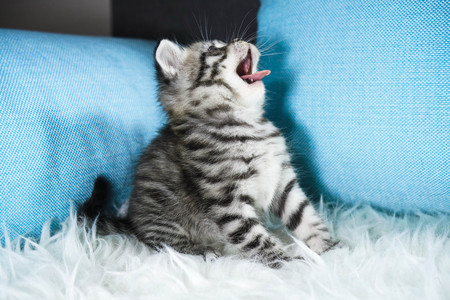 The kitten yawns. The kitten shows the languageの写真素材