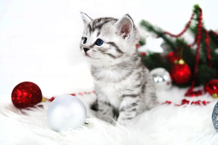 Lovely kitten with Christmas balls and a Christmas tree. New year kittenの写真素材