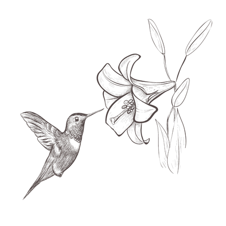 Hummingbird bird nectar flower. Hummingbird and lily hand drawing vector illustration