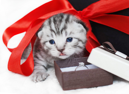 Kitten gift box with ring and red ribbon. Kitten marriage proposal jewelry ring wedding. Gift for the holidayの写真素材