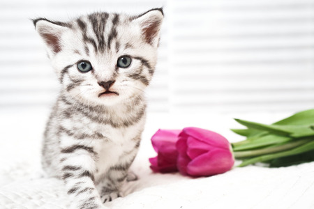 Cute kitten and flowers. Lovely kitten. kittyの写真素材