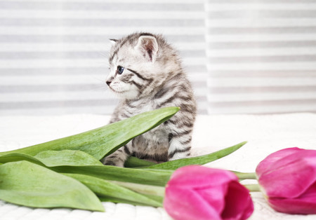 Cute kitten and flowers. Lovely kitten. kittyの写真素材