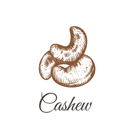 Cashew nut walnut. Cashew hand drawing vector illustrationのイラスト素材