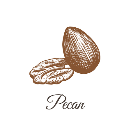 pecan sketch hand drawing. nut pecan vector illustrationのイラスト素材