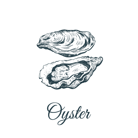 Oyster Sketch Vector Illustration Oyster Shellの素材 Fy ストックフォトのamanaimages Plus