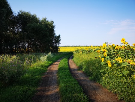 Rural road forest and field of sunflowersの写真素材