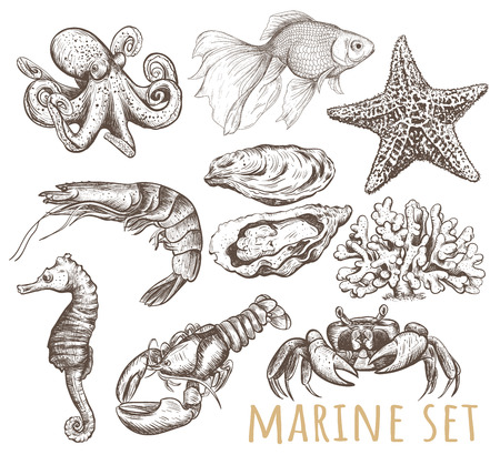 Marine animals collection illustration, drawing, vector. Marine setのイラスト素材