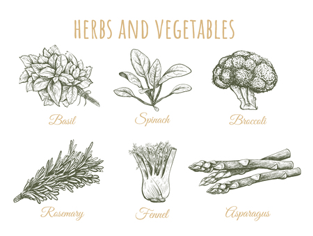 Herbs and vegetables sketch collection hand drawing. Vector illustrationのイラスト素材