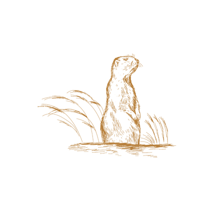 Marmot . Groundhog sketch illustrationの写真素材