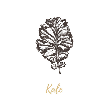 Kale vector illustration. Kale sketch hand drawingのイラスト素材