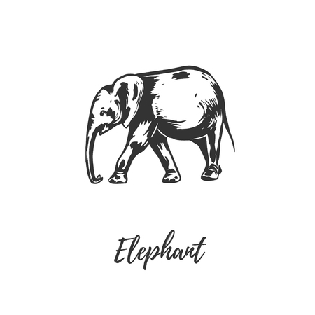 Elephant sketch illustration. Elephant hand drawingのイラスト素材