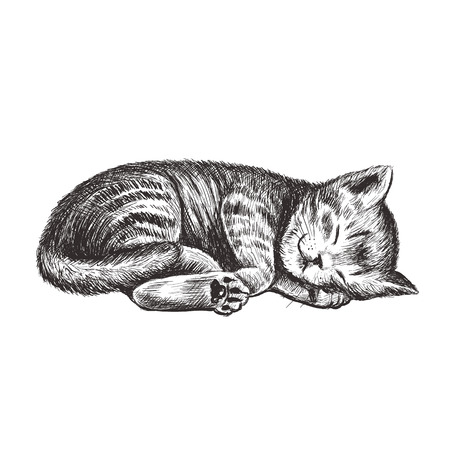 The kitten is sleeping. Kitty hand drawing.のイラスト素材