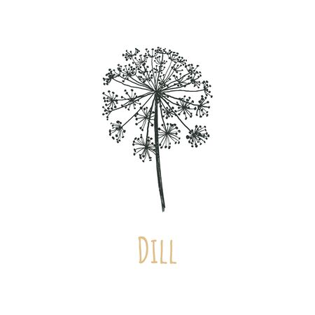 Dill vector illustration. Blooming dill. Dill seeds. Caraway.のイラスト素材