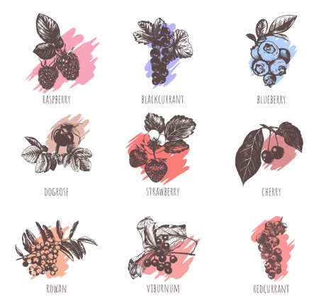 Collection of berries vector illustration.のイラスト素材
