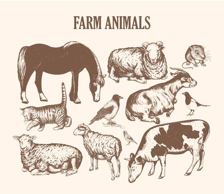 farm animals sketch hand drawing.の写真素材