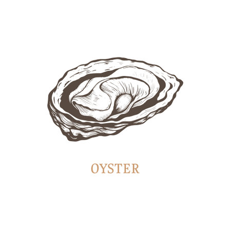 Oyster sketch vector illustration.のイラスト素材