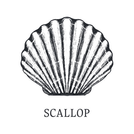 Scallop vector sketchのイラスト素材
