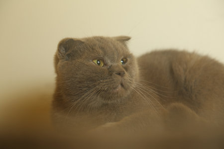 A lazy fat scottish fold cat is lying asleep. unhealthy cat.High quality photoの写真素材