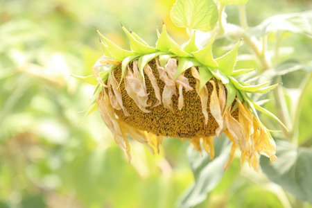 Sunflower in the abundance field with blue bright sky background