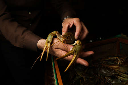live, river food. Living crayfish in water. Cancers. Large lobster.