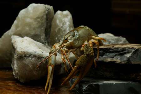 live, river food. Living crayfish in water. Cancers. Large lobster.