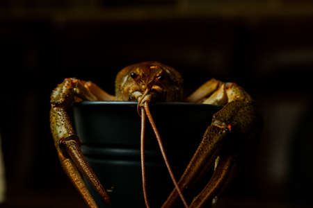 live, river food. Living crayfish in water. Cancers. Large lobster.の写真素材