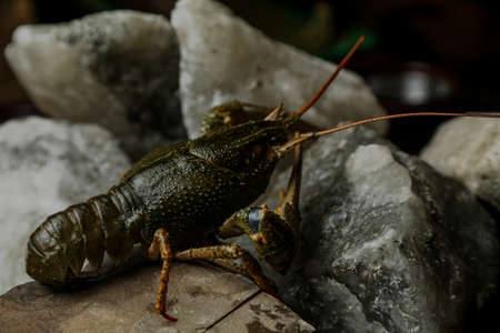 live, river food. Living crayfish in water. Cancers. Large lobster.