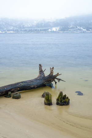 tree on the water on the river bankの写真素材