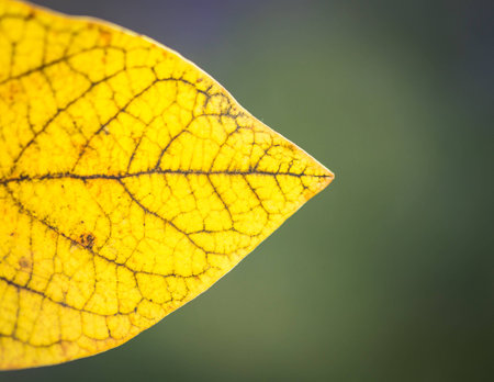 Yellow leaf arrow with backlightingの写真素材