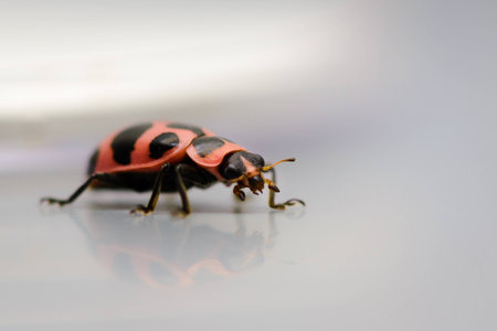 Macro of  a Pink lady bug with reflectionの写真素材