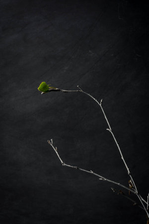 Isolated white branch with single leafの写真素材