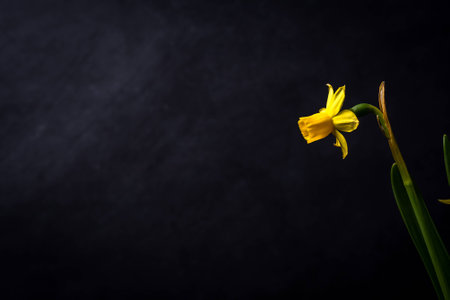 Isolated daffodil on a chalkboard back dropの写真素材