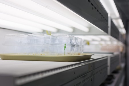 Single plant on tray in a growth chamber in growth media under florecent lights.の写真素材
