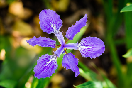 Isolated top view of a purple iris showing symmetry with stained glass texture and brilliance.