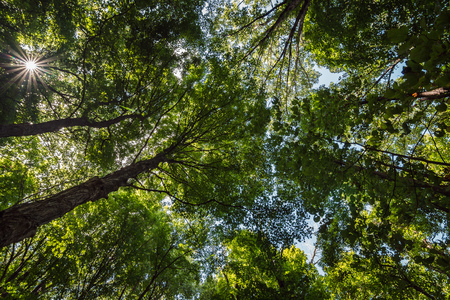 Looking up at a deciduous tree canopy with the sun peaking throughの写真素材