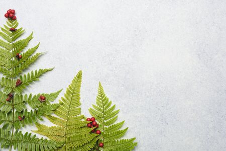 Ferns decorated with red berries to look similar to decorated Christmas trees on a subtle textured white and blue flay lay background.の写真素材