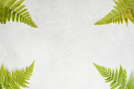 Ferns at the four corners of the frame creating a center weighted copy space on a subtle white blue...