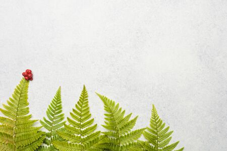 A cascade of ferns lining the bottom of the frame with cluster of berries topping the tallest fern...