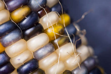 Close up of Indian corn flatlay on slate backdropの写真素材