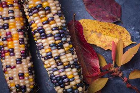 Close up of Indian corn and fall foliage flatlay on slate backdropの写真素材