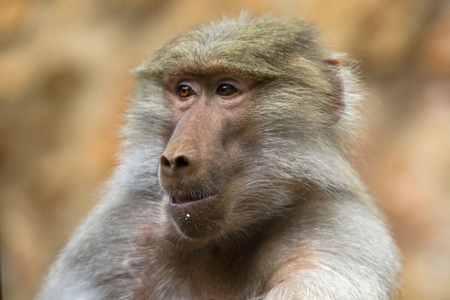 African baboonの写真素材