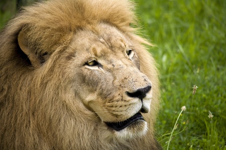 African lionの写真素材